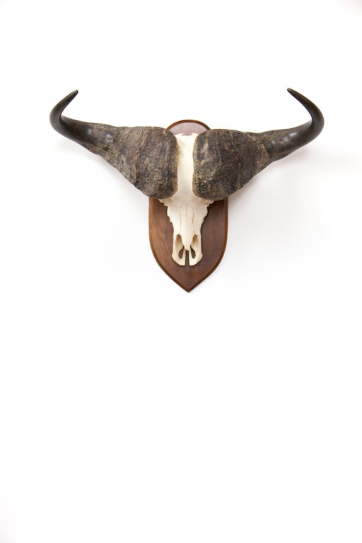 cape buffalo skull for sale