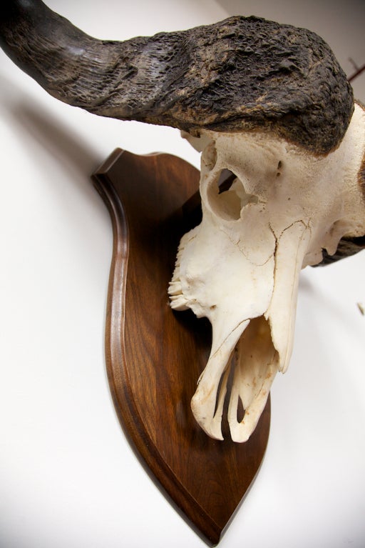 Unknown Nicely Mounted African Cape Buffalo Skull / Head