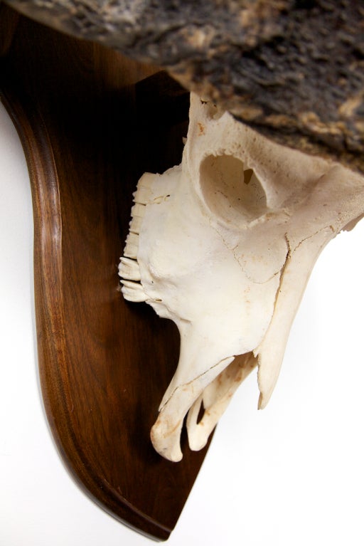 Nicely Mounted African Cape Buffalo Skull / Head In Excellent Condition In New Rochelle, NY