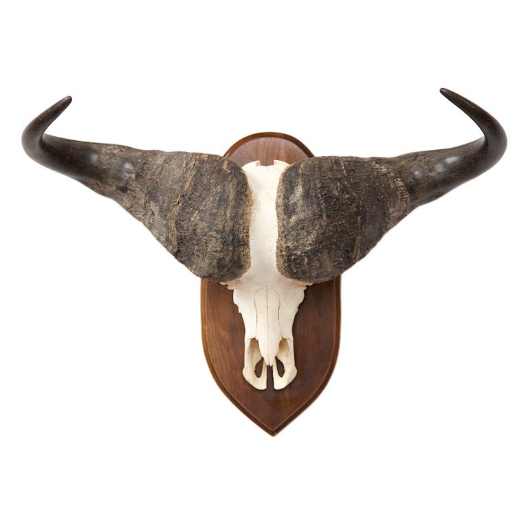 Nicely Mounted African Cape Buffalo Skull / Head