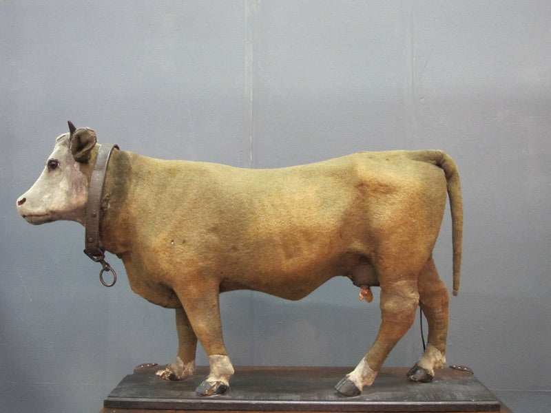 English Rare 1920s Large Automaton Cow from a Dairy