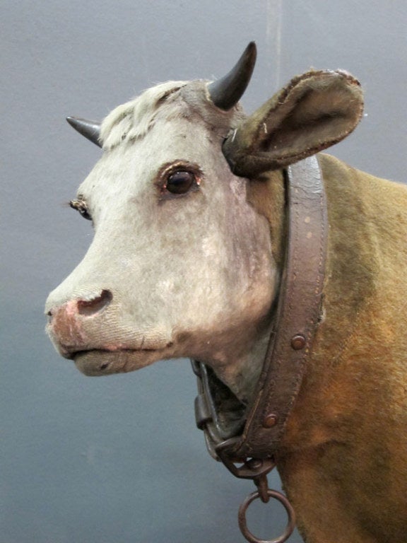 20th Century Rare 1920s Large Automaton Cow from a Dairy