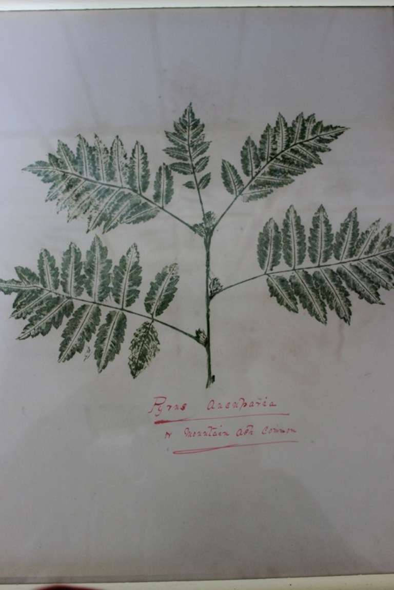 Set of 18 19th Century Stone Lithographs from a Country Estate at 1stdibs