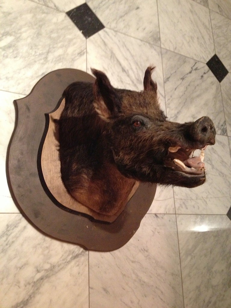 A particularly pleasing wild boar mount from a Georgia plantation.