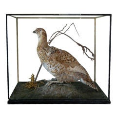 Used Chatsworth Taxidermy female Grouse