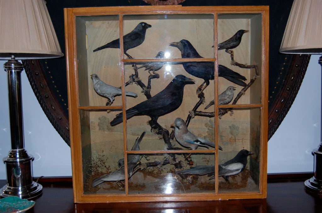 Victorian Case of British Birds in a glazed case of faux bird's eye maple finish with scenic interior paper backing; the various birds (Ravens, Jackdaws, etc.) perched on a branch.