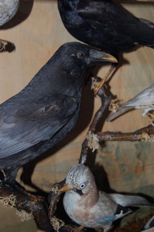 English Victorian Case of British Birds