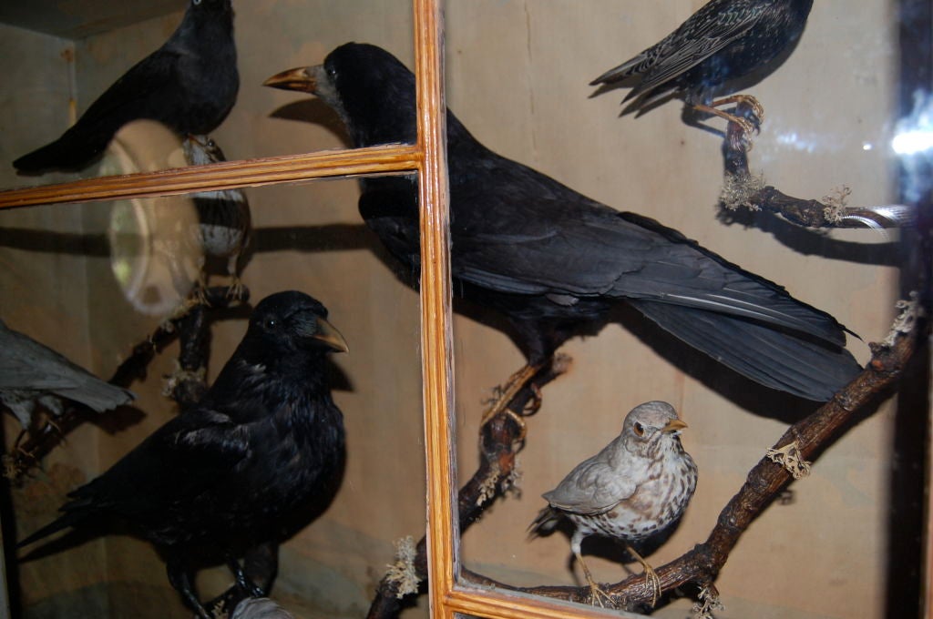 Wood Victorian Case of British Birds