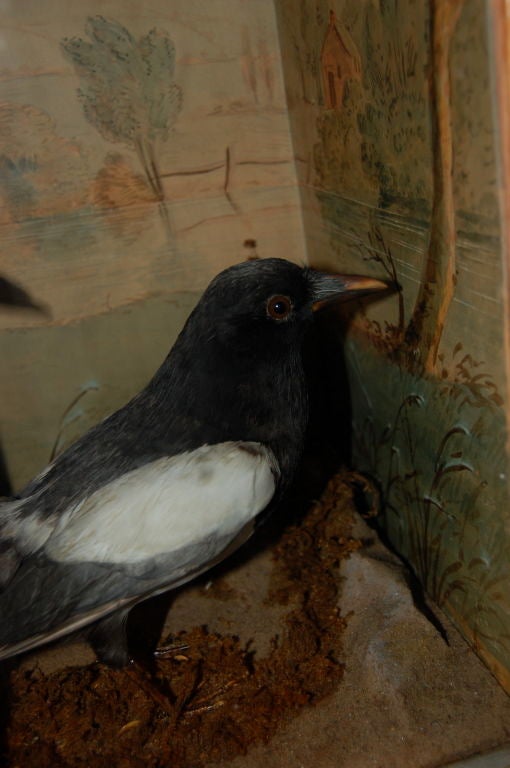 Victorian Case of British Birds 1