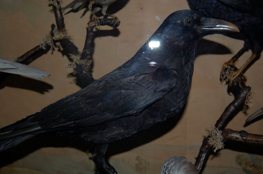 Victorian Case of British Birds 2