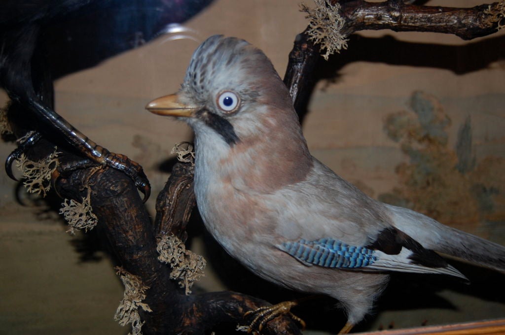 Victorian Case of British Birds 3