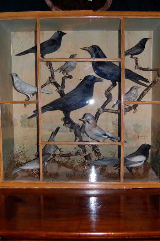 Victorian Case of British Birds 4