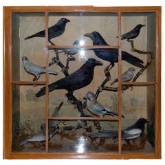 Victorian Case of British Birds