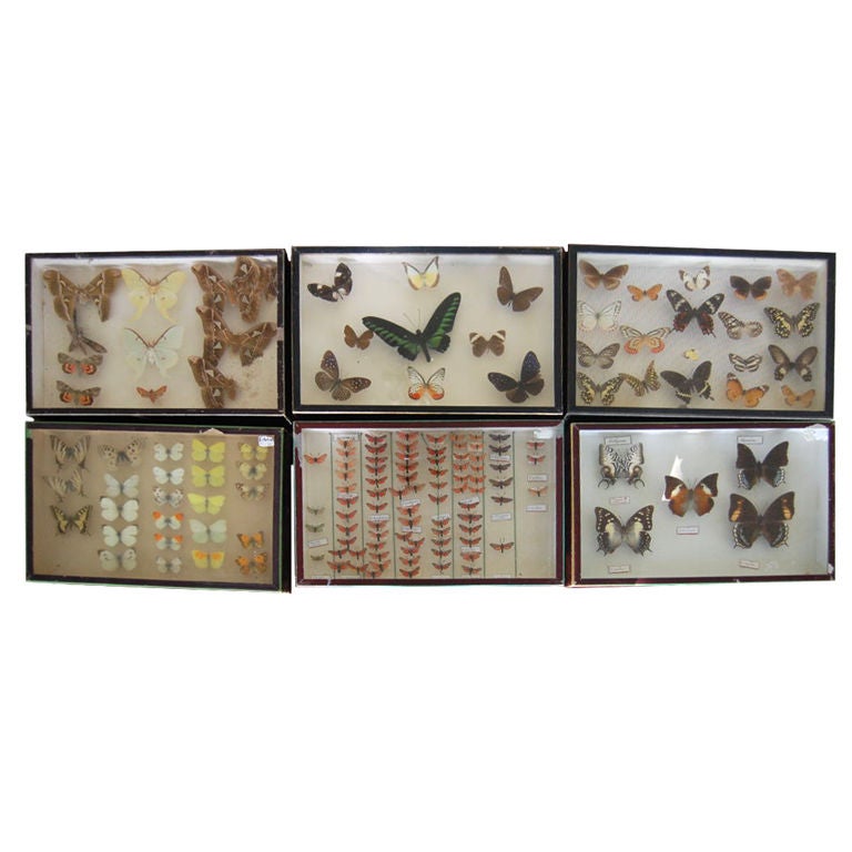 French Butterfly Collection, Deyrolle, Paris