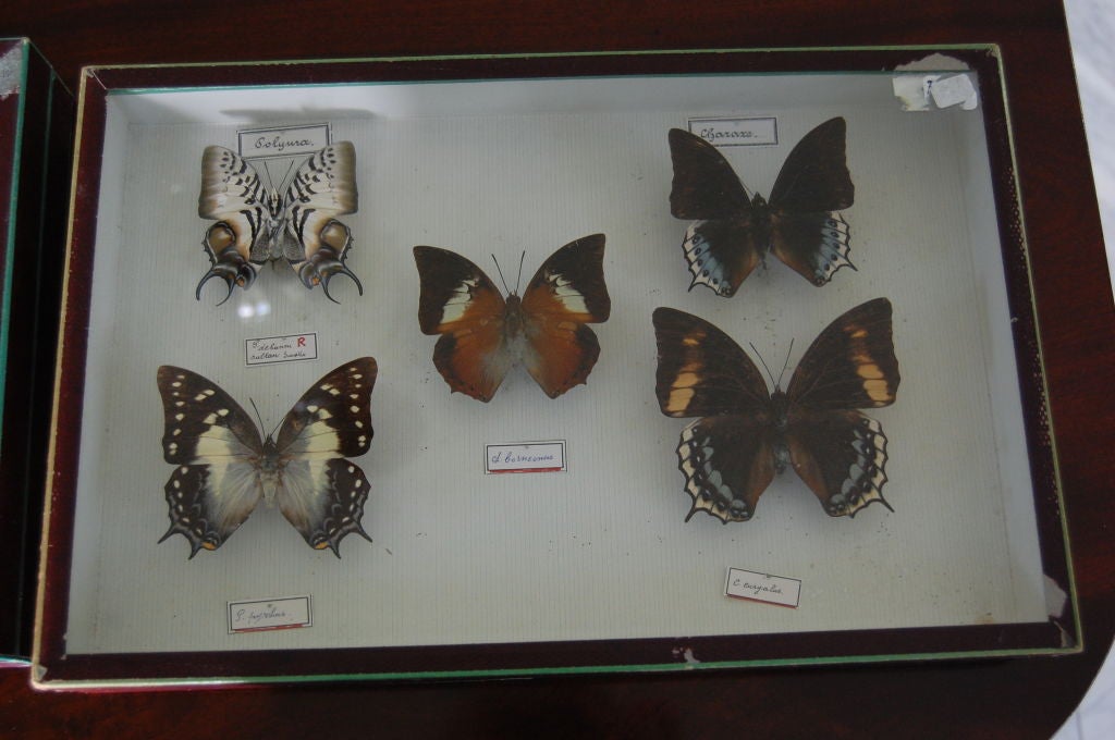 deyrolle butterfly