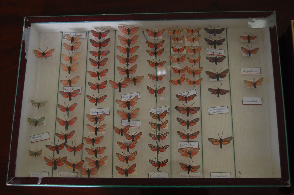 French Butterfly Collection, Deyrolle, Paris In Good Condition In Savannah, GA