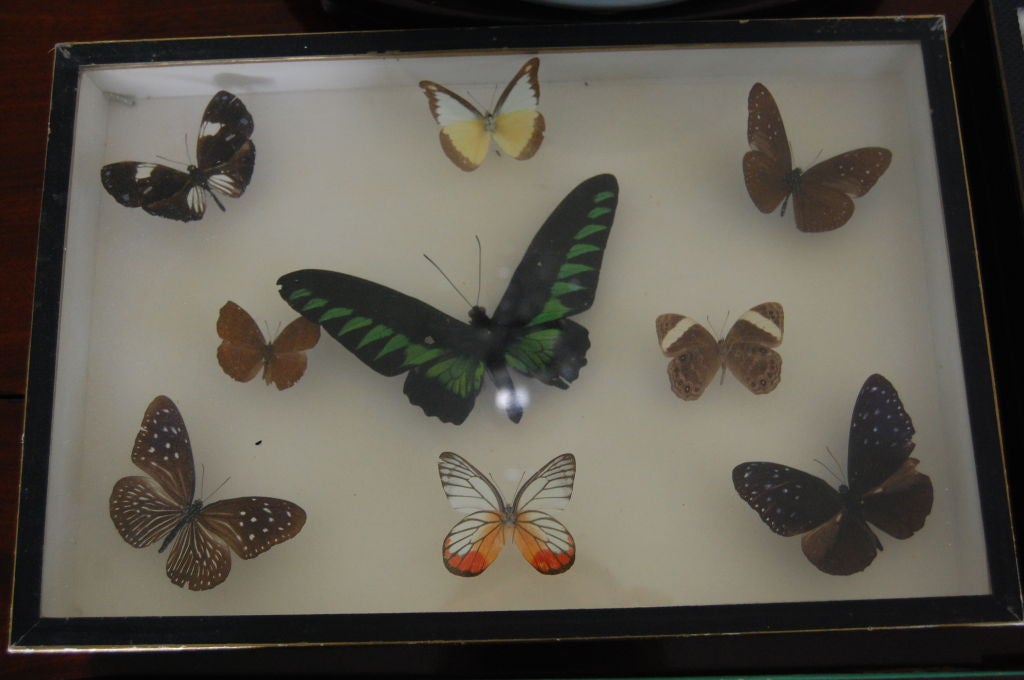 19th Century French Butterfly Collection, Deyrolle, Paris
