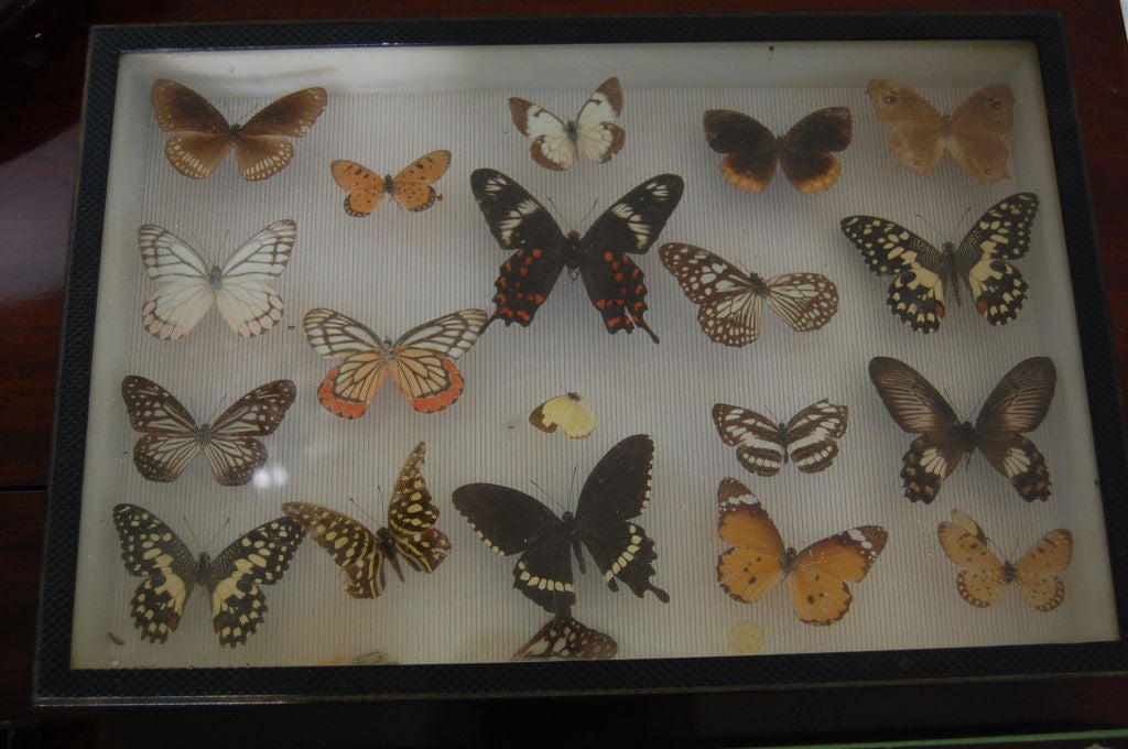 Wood French Butterfly Collection, Deyrolle, Paris