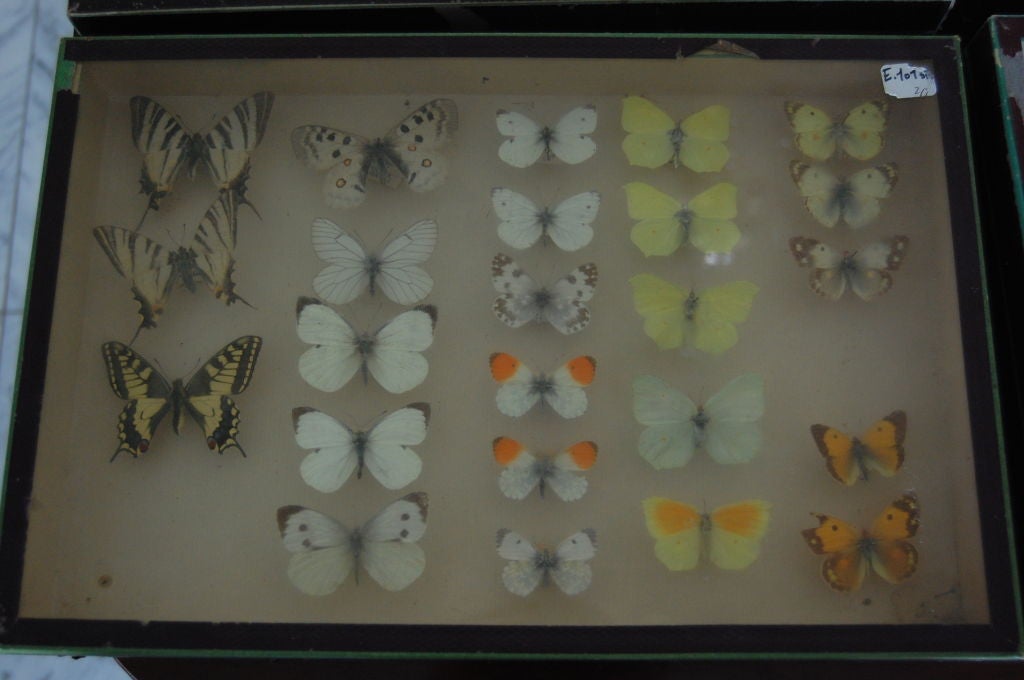 French Butterfly Collection, Deyrolle, Paris 1
