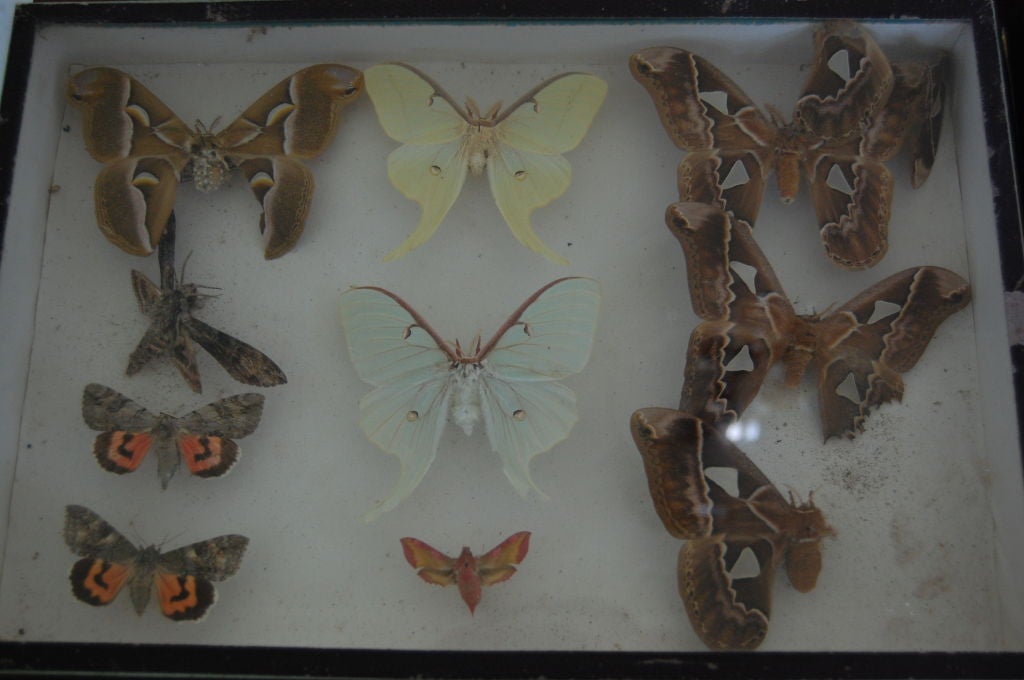 French Butterfly Collection, Deyrolle, Paris 2