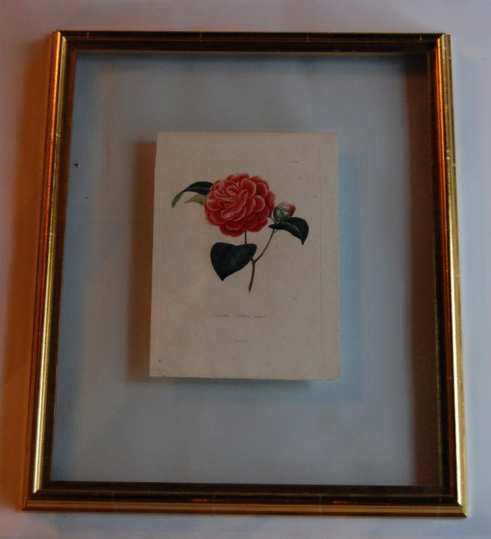 Four J.J. Jung Camellias Pressed Between Glass In Excellent Condition For Sale In Savannah, GA