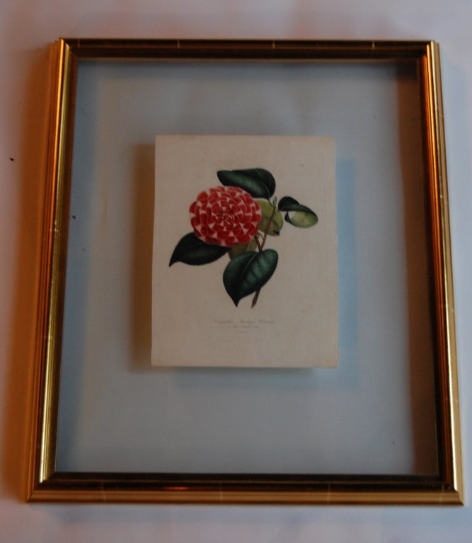 19th Century Four J.J. Jung Camellias Pressed Between Glass For Sale