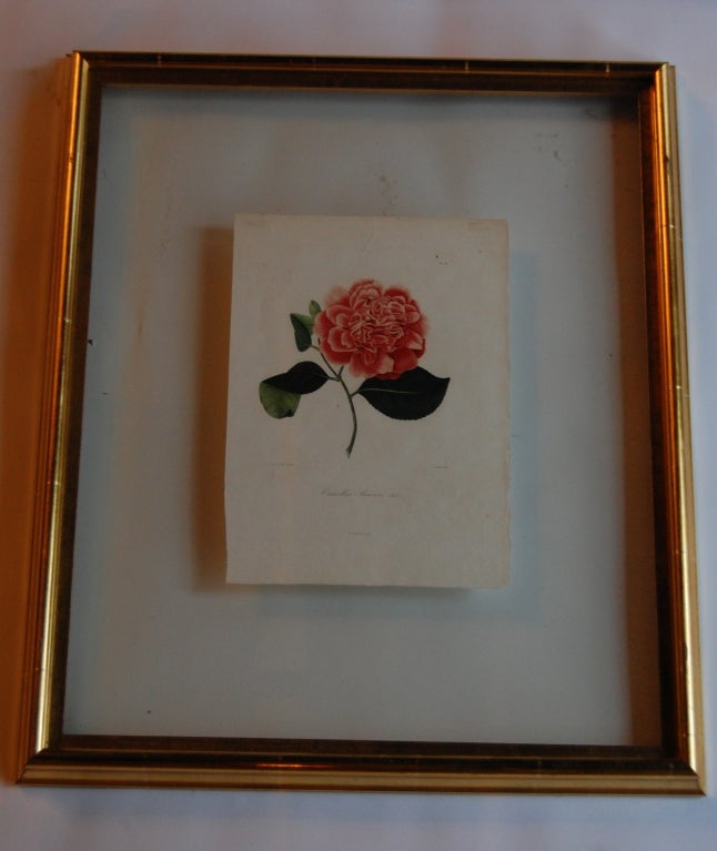 Four J.J. Jung Camellias Pressed Between Glass For Sale 1