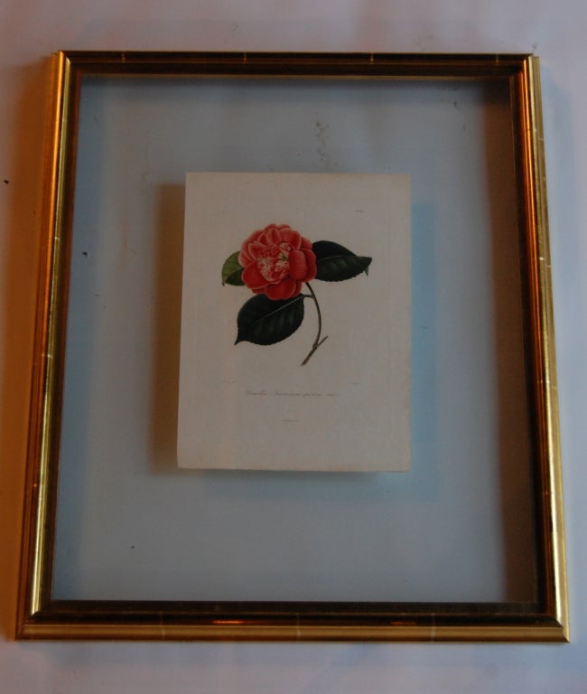 Four J.J. Jung Camellias Pressed Between Glass For Sale 2