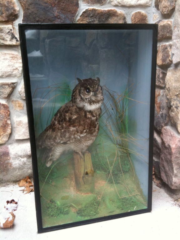 Taxidermed Owl mount in Edwardian case.  Light blue background and various grasses.