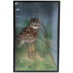 Edwardian Owl in Case
