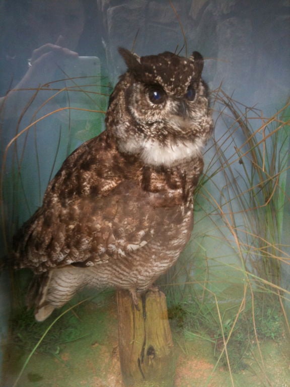 English Edwardian Owl in Case