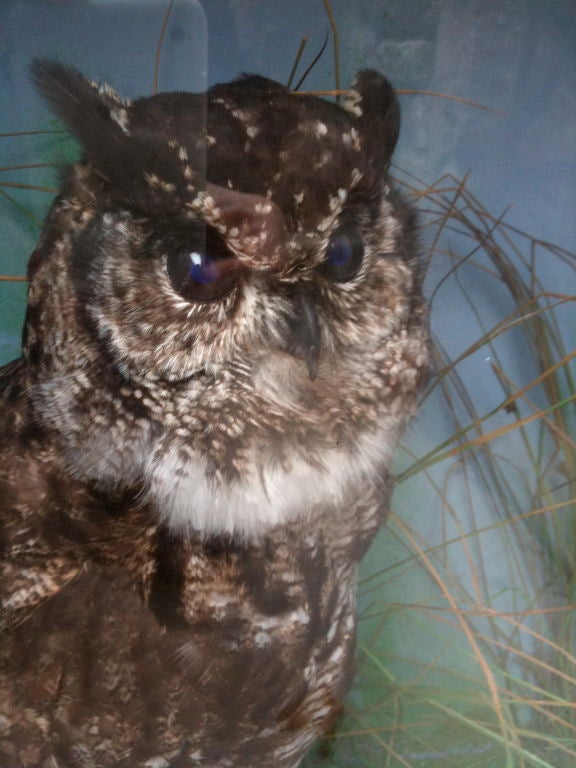20th Century Edwardian Owl in Case