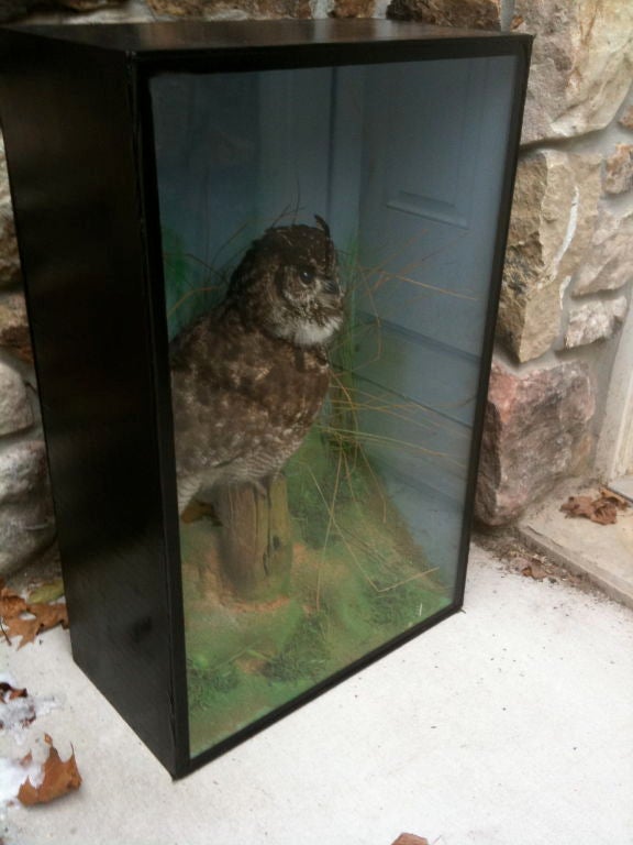 Edwardian Owl in Case 1