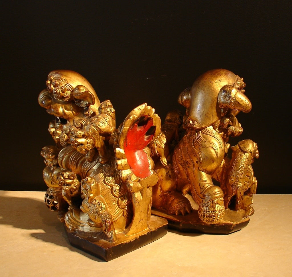An unusual pair of Chinese foo dogs. Both elaborately carved and richly gilt. An abundance of cubs crawl over both the male and female, thought male is discernible by the ball underfoot. Large noses, floppy ears and shaggy manes give the impression