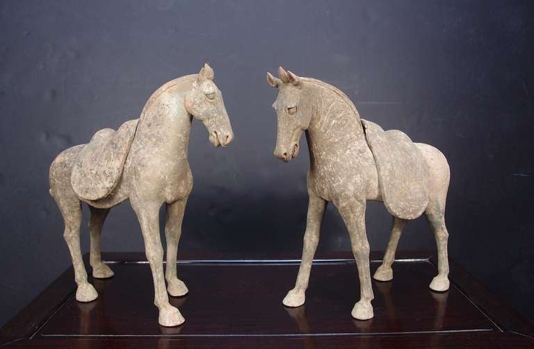 A powerfully molded pair of early Tang Dynasty (618 - 906 AD) striding horses with removable saddles.

This fine pair of horses displays a strong sense of movement and well defined musculature. The male has his mouth open and nostrils flared, head