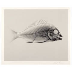 'Fish' Photograph by Giles Revell