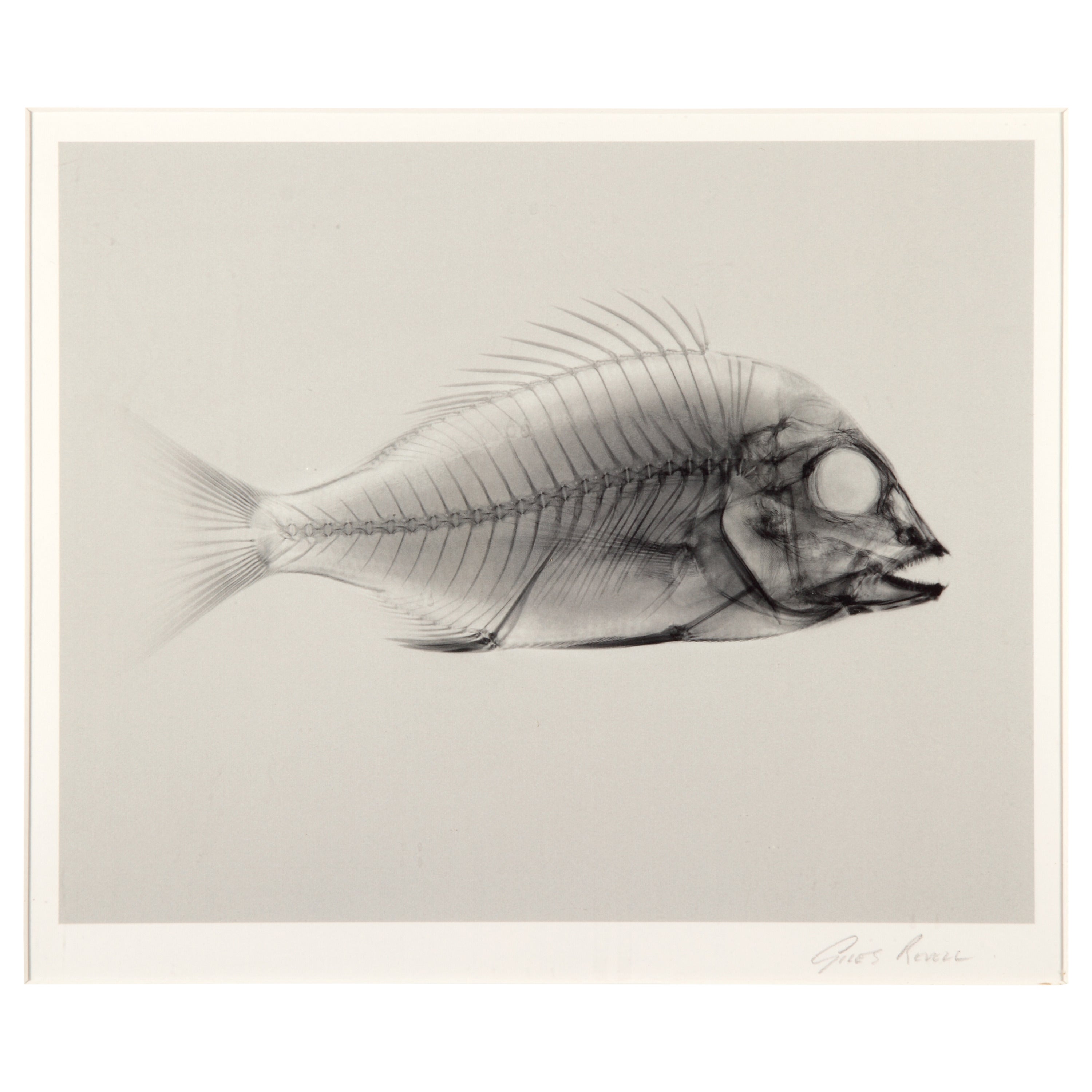 'Fish' Photograph by Giles Revell For Sale
