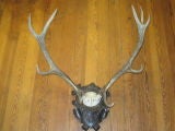 Black forest red stag mount