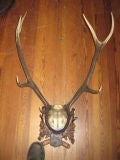 Black forest style plaque with red stag mount