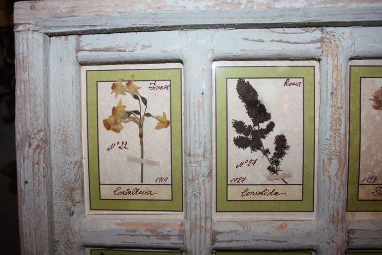 Pair Italian Botanicals from the Early 1900's 2