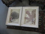 Coral Shadow boxes