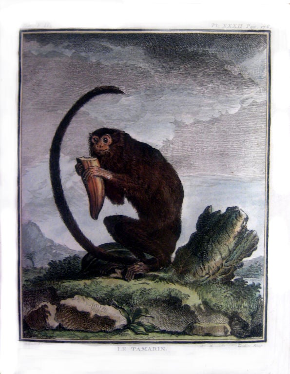 8 Hand Colored 18th Century Framed Engravings of Rare Monkey’s