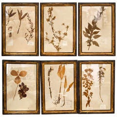 19th Century French Framed Botanical Specimens