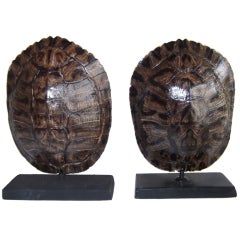 Pair Of Turtle Shells