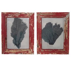 Pair of coral in shadow box 