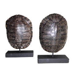 Pair of turtle shells