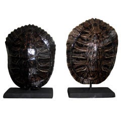 pair of turtle shells