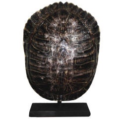Turtle shell