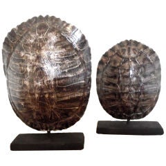 Pair of turtle shells Pair of turtle shells