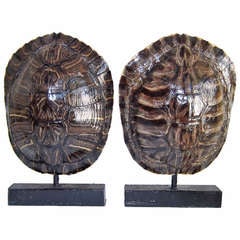Pair Of Beautiful Turtle Shells